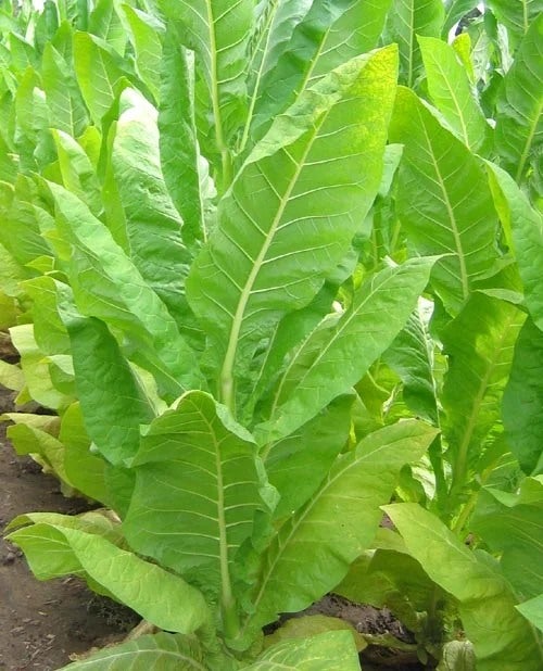 Tobacco Seeds