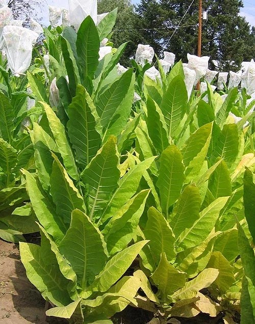 can you buy tobacco with a credit card Tobacco Credit Card Processing